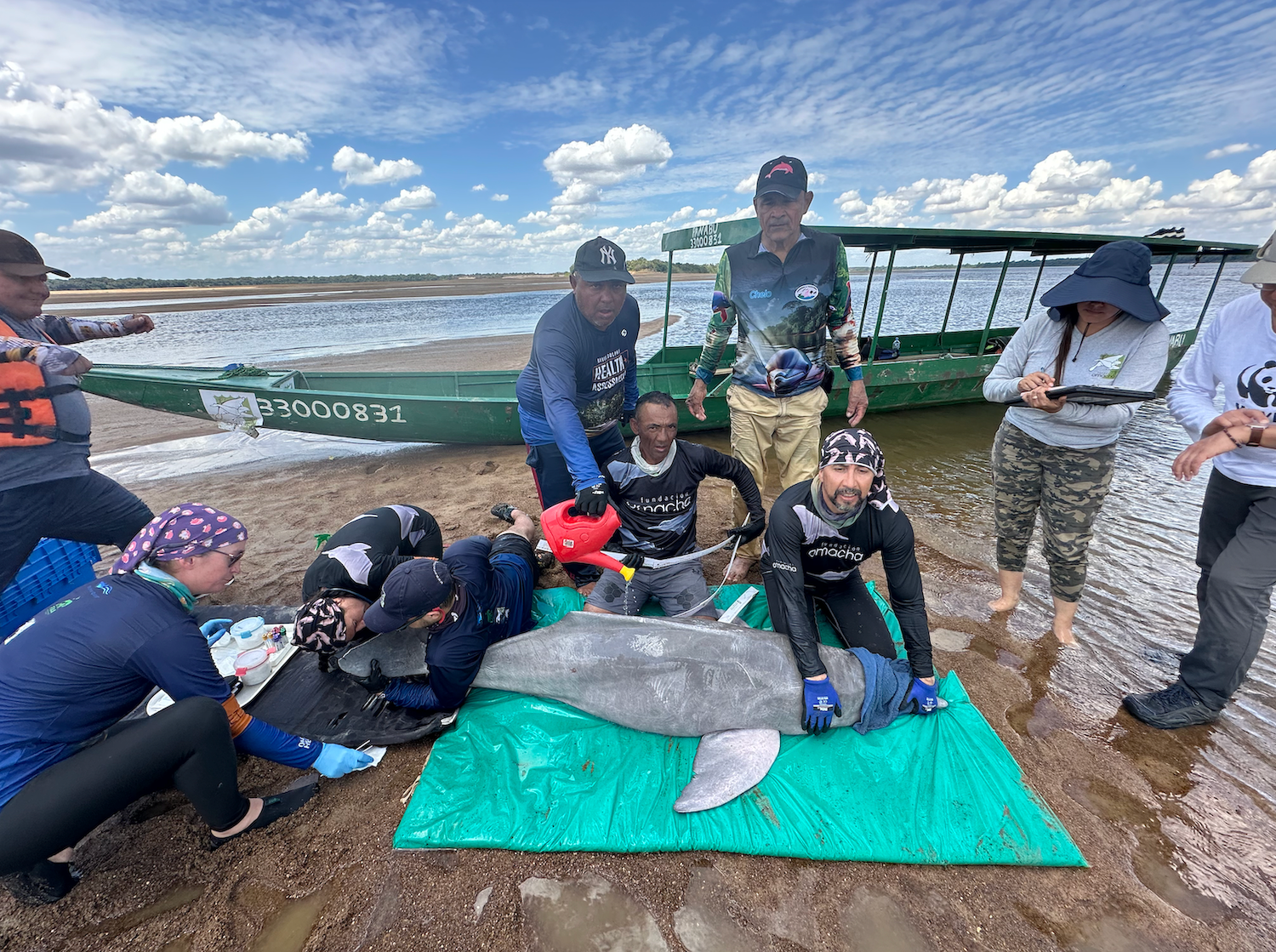  Registro morfométrico de un delfín de río. Foto: cortesía Teresa Tomassoni 